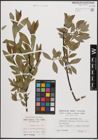 Foto von Salix daphnoides Vill.